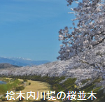 桧木内川堤の桜並木