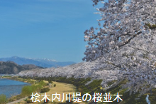 桧木内川堤の桜並木