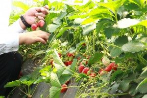 ～新京成で行く「いちご狩り」～