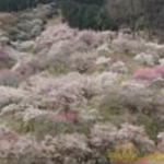 伐採前の梅の公園