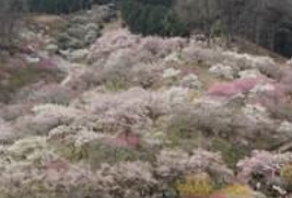 伐採前の梅の公園