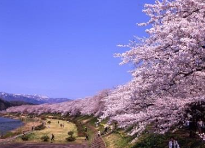 角館の桜まつり