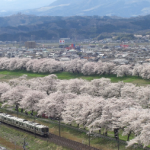 白石川堤 一目千本桜