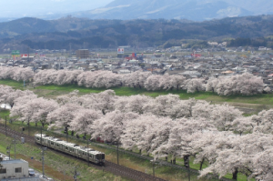 白石川堤 一目千本桜