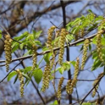 イヌシデの新芽