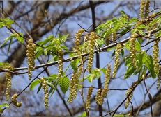 イヌシデの新芽