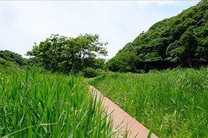 小網代の森　風景写真