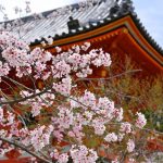 京都・仁和寺の桜