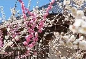 相国寺 林光院 鶯宿梅